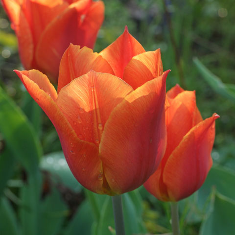 Tulipa fosteriana Orange Emperor 480