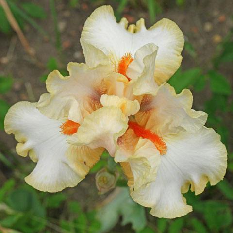 Iris barbata Burmese Dawn 480