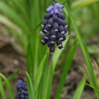 Muscari neglectum 480