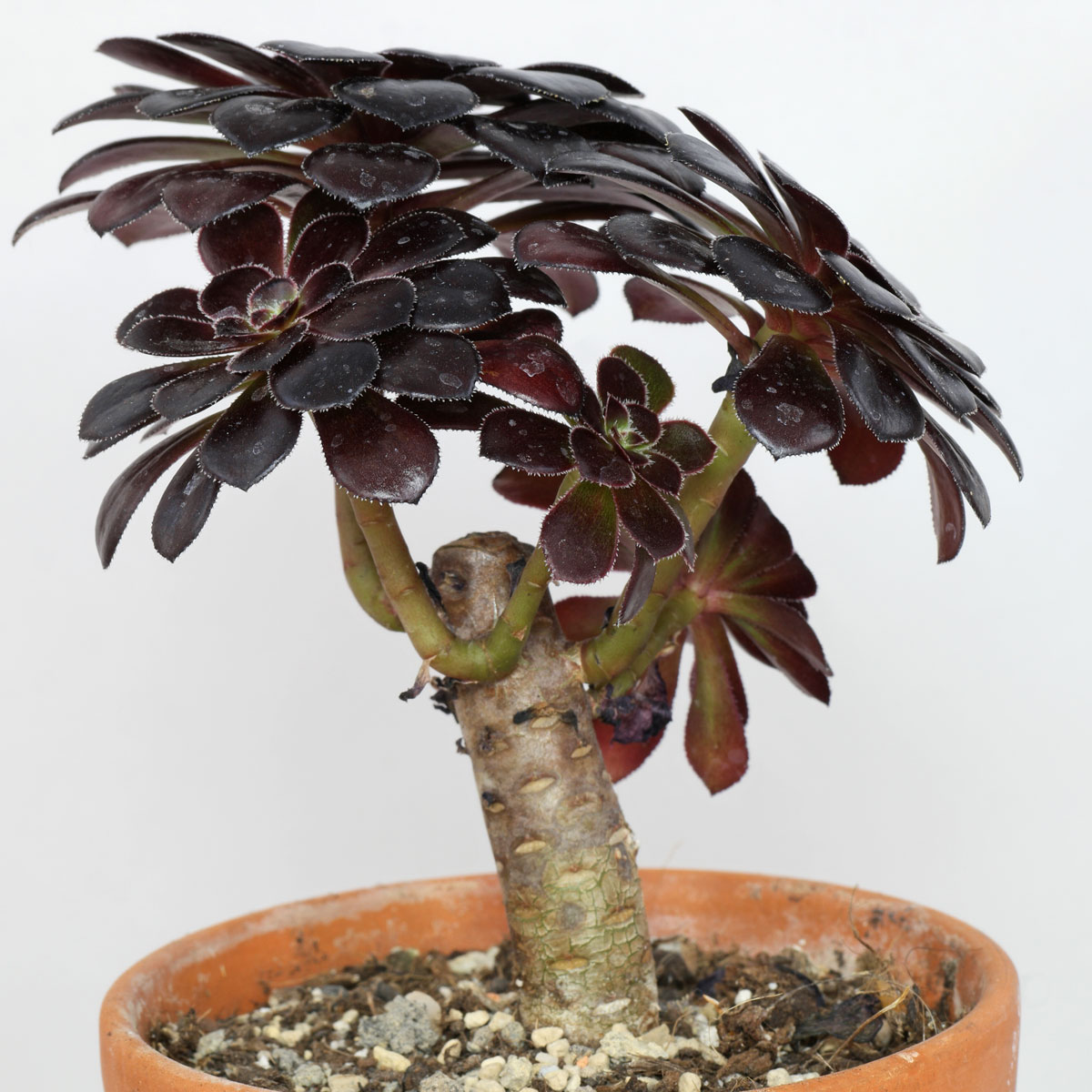 Aeonium arboreum Nigrum
