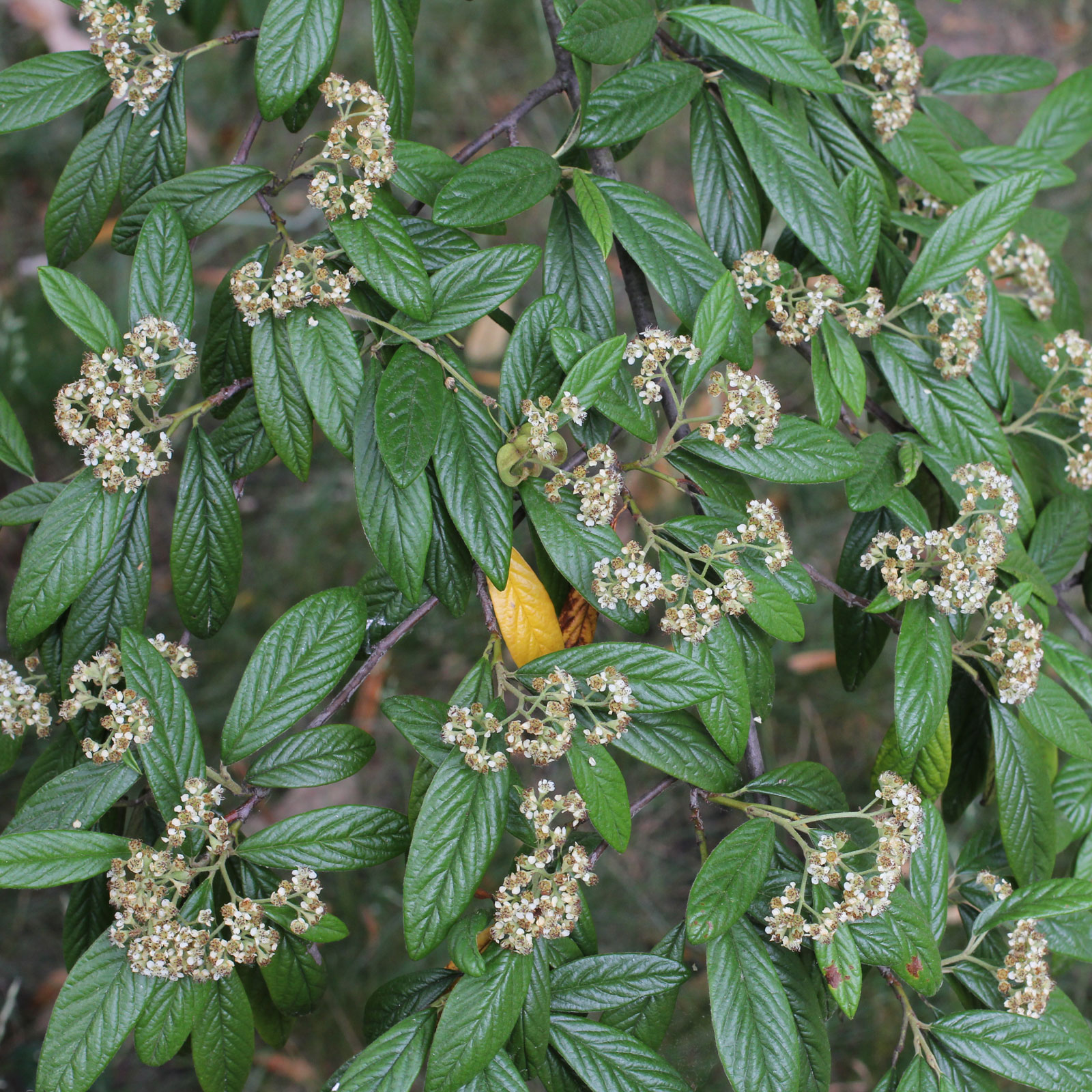 Cotoneaster salicifolius cv