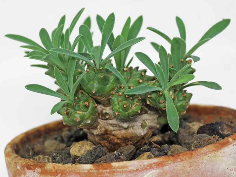 Euphorbia bupleurifolia × susannae