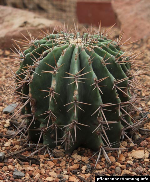 Tønde Kaktus