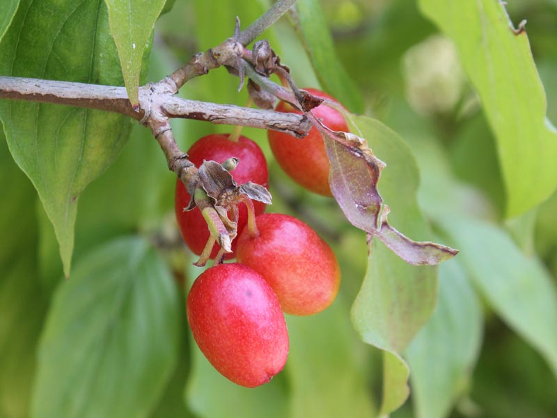 Kirsebær-Kornel