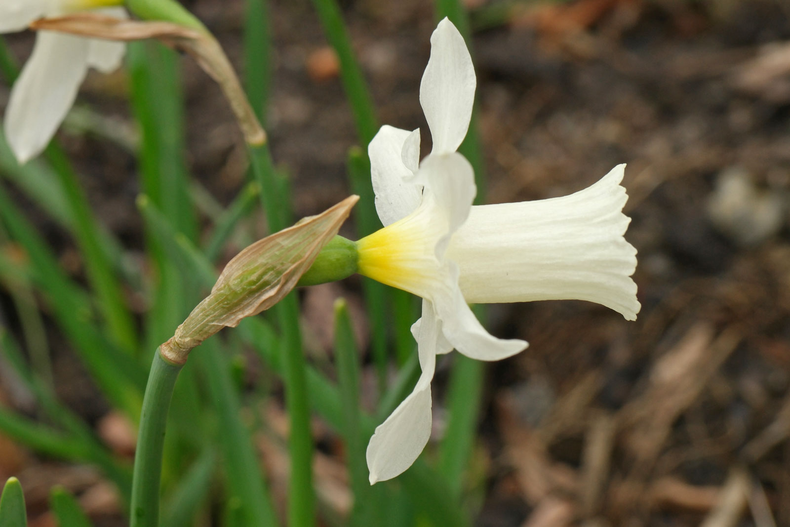 Narcissus Elka