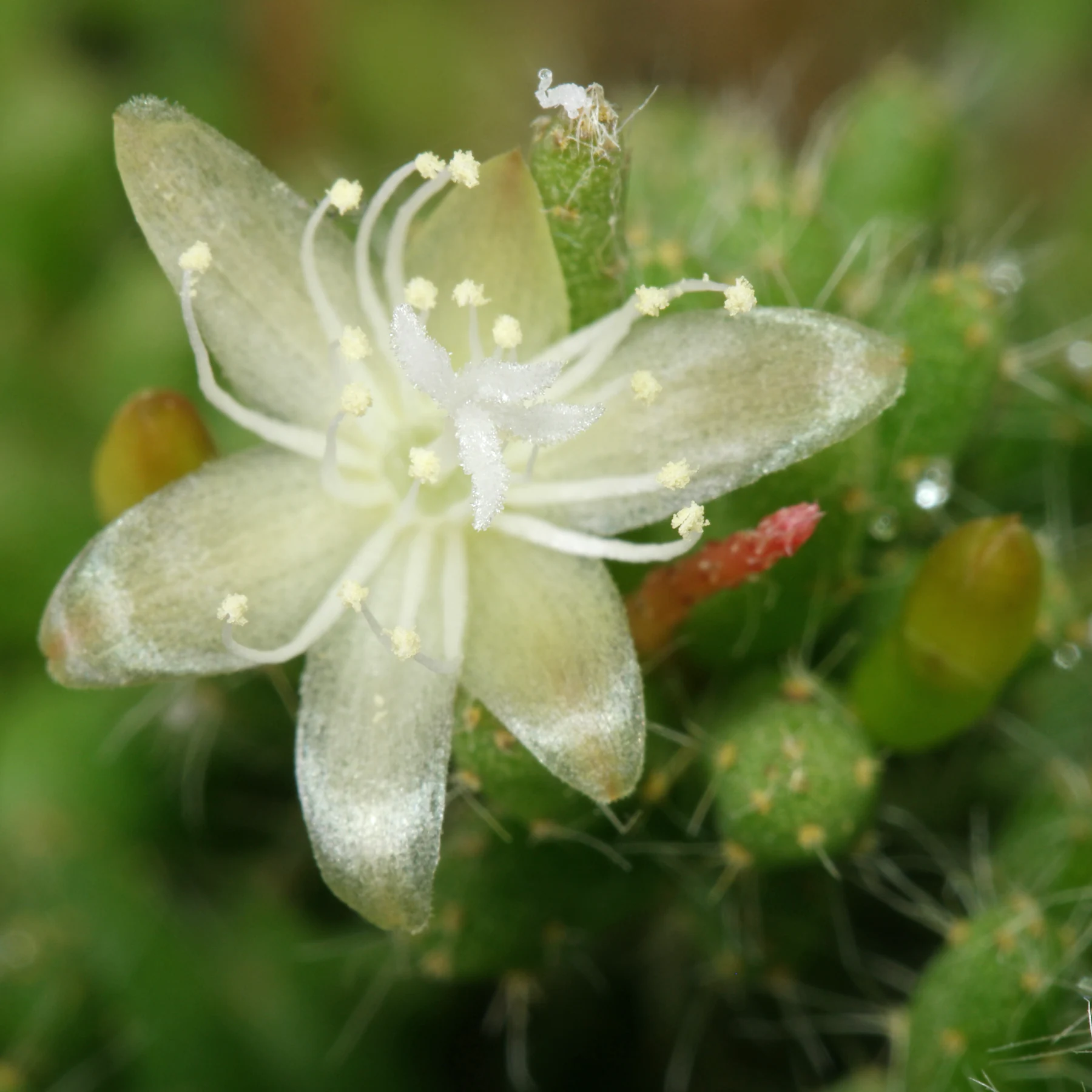 Rhipsalis mesembryanthemoides blomst