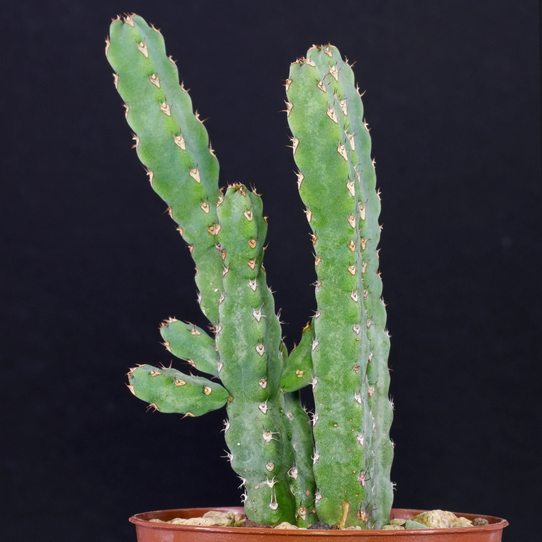 Euphorbia debilispina