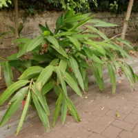 Alpinia zerumbet