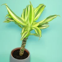 Dracaena fragrans Yellow Coast Duftdracæna