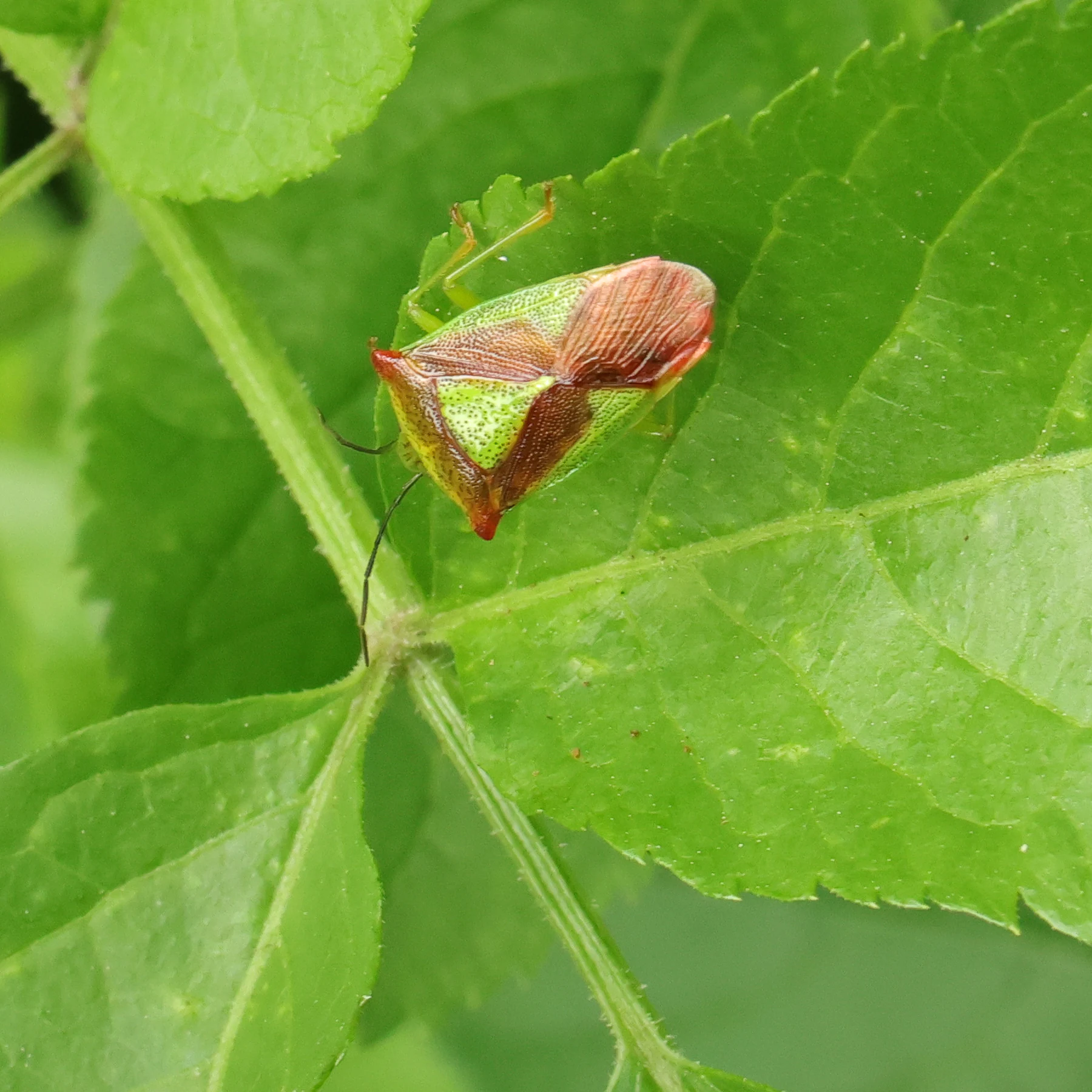 Stor løvtæge på et hyldebærblad
