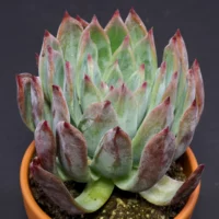 Echeveria colorata f. brandtii