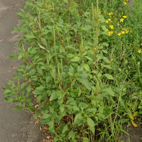 Amaranthus powellii