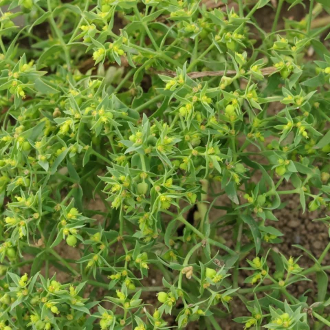 Euphorbia exigua