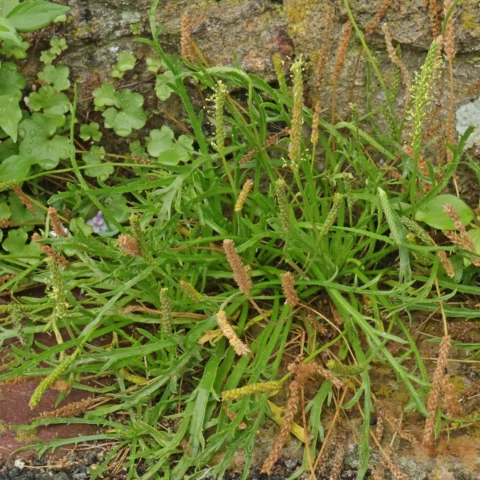 Plantago coronopus